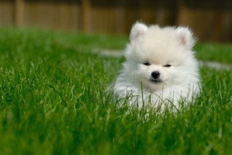 Cute Puppy Dogs: White Pomeranian Puppies