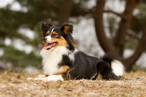 Australian Shepherd Sheltie Mix