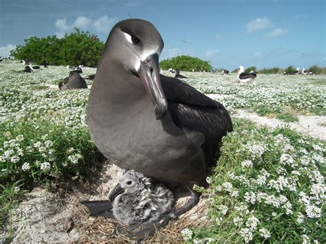 Black-footed Albatross - Phoebastria nigripes - NatureWorks