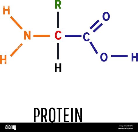 Amino Acid Model