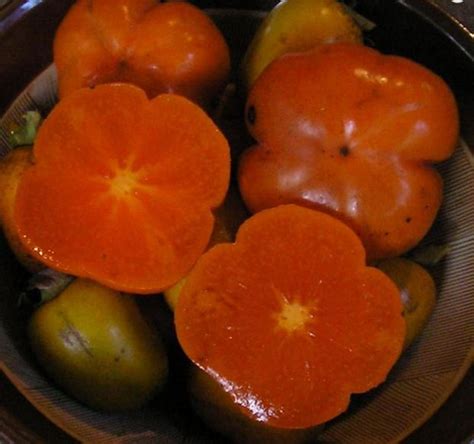 Persimmon Varieties