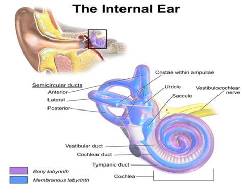 Inner Ear Anatomy Utricle - Abba Humananatomy