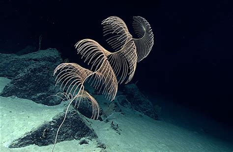 Photo Identification Guides for Deep-sea Corals and Sponges Now ...