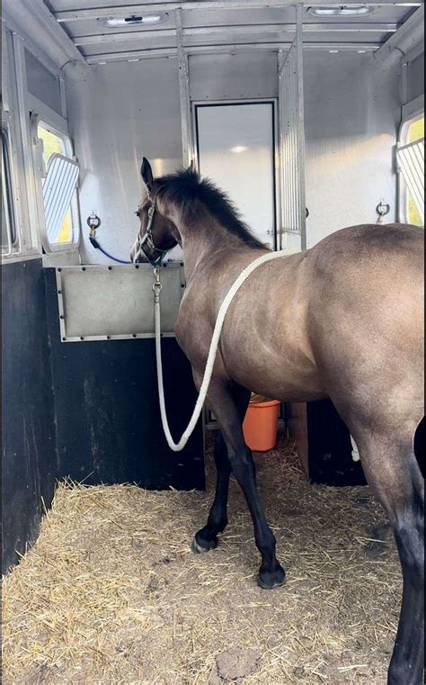 Gray/Buckskin Friesian Cross Filly Unique!