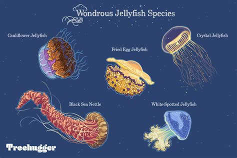 10 Extraordinary Jellyfish Species