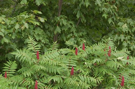 Rhus glabra (Smooth Sumac) | Plants, Flowers, Species