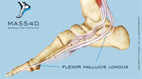 Flexor Hallucis Longus Tendon