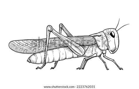 Migratory Locust Drawing Black White Stock Stock Illustration ...