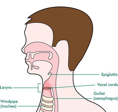 The larynx - Understanding - Macmillan Cancer Support