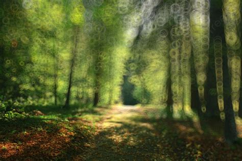 2,255 Blurred Forest Photos, Pictures And Background Images For Free ...