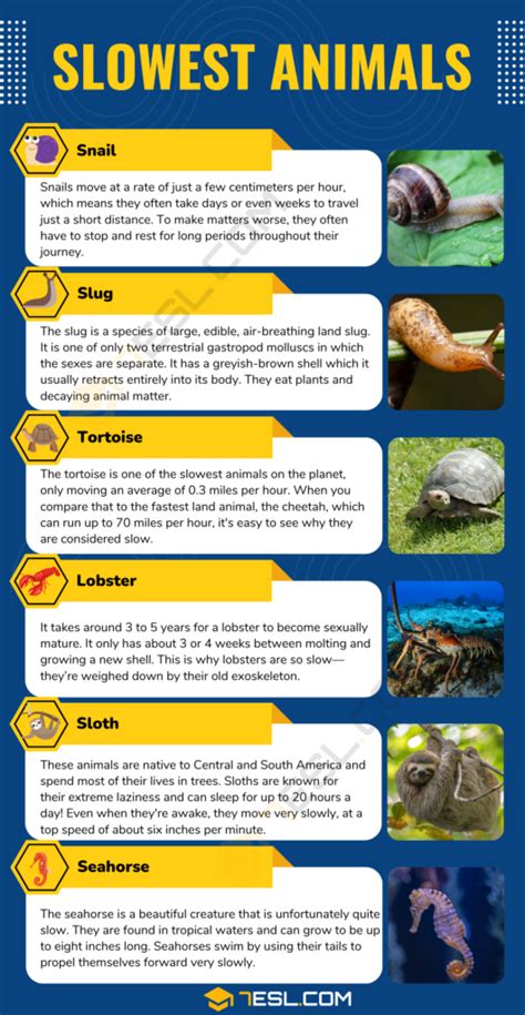 Slowest Animals Names in English • 7ESL