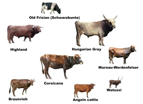 The Breeding-back Blog: Founding breeds of Heck cattle, once again