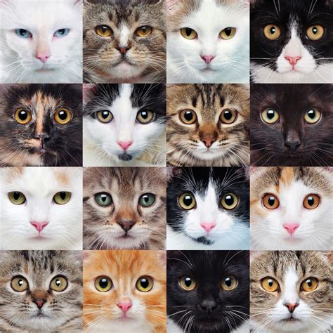 Cat's eyes - how cats see the world | Cat’s Best