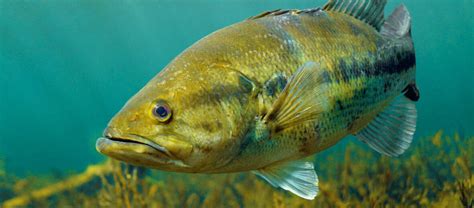 Largemouth Bass Underwater