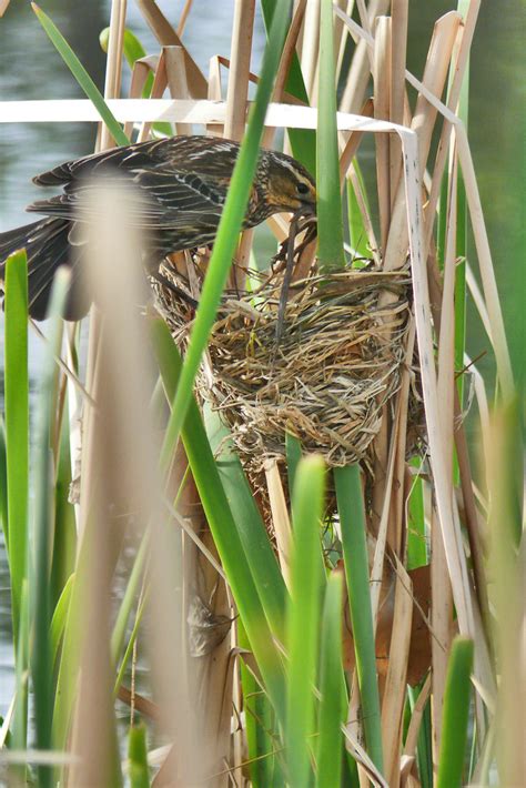 Red-winged Blackbird - NestWatch