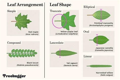 Identify a Tree by Leaf Shape, Margin, and Venation