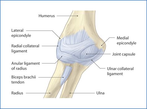 Cubital Fossa and Elbow Joint | Basicmedical Key