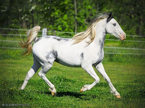 gray white paint horse by venomxbaby on DeviantArt