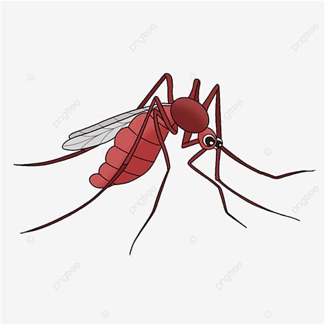 Slender Clipart Transparent Background, Slender Mosquito Clipart ...