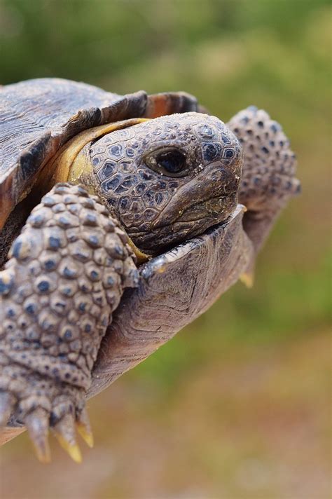 Baby Gopher Tortoise | Photo taken in the Econlockhatchee Sa… | Flickr