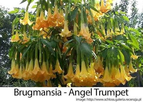 Angel Trumpet Care: How To Grow The Brugmansia Tree