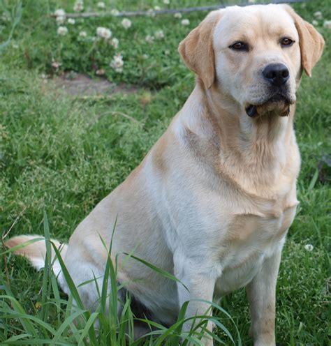 File:Labrador-retriever.jpg - Wikimedia Commons