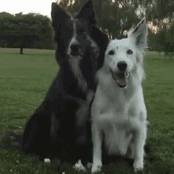 Dog Cuddle Gif