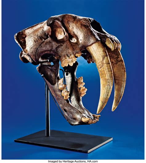 AN EXTREMELY RARE SABRE-TOOTHED TIGER SKULL - THE GREAT AMERICAN | Lot ...