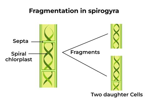 What is Fragmentation? in Biology