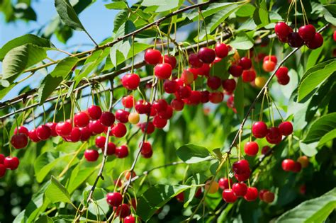 15+ Different Types of Cherry Trees (Cherry Tree Varieties) - PlantSnap