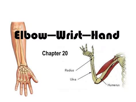 PPT - Elbow---Wrist---Hand PowerPoint Presentation, free download - ID ...