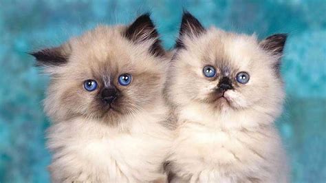 How Much Does A Himalayan Cat Cost? | Poultry Care Sunday