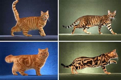 Same Gene Guides Cheetah and Tabby Cat Coat Patterns | Smithsonian