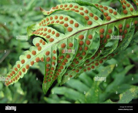 Spore Formation In Fern