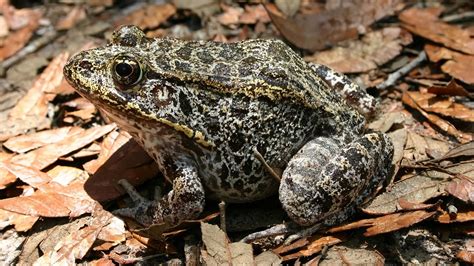 Mapping Gopher Frogs in the Conecuh National Forest | NASA Applied Sciences