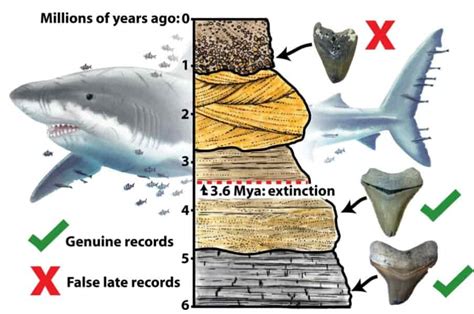 Giant 'megalodon' shark extinct earlier than previously thought ...