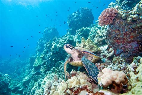 The Animals of the Great Barrier Reef