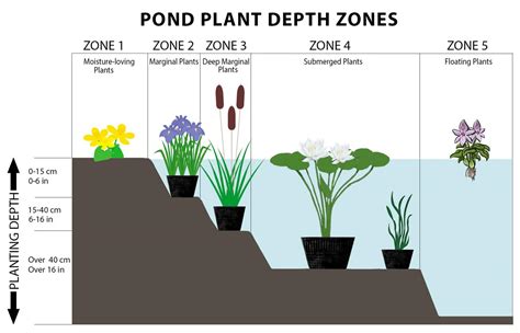 Pond Plant Depth Zones - Hydrosphere Water Gardens