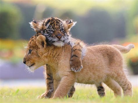 Cute lion and tiger cubs appear to be best friends in adorable pictures ...