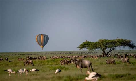 Witness the Serengeti Safari Tours - Serengeti Safari Prices