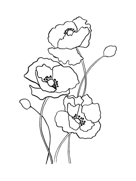 Pin by Linda Tol on For print | Poppy flower drawing, Flower line ...