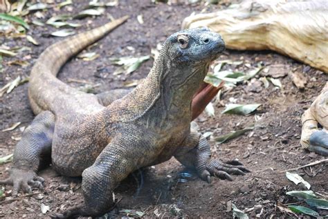 What are komodo dragons, the largest lizards in the world?