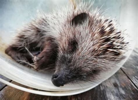 Are Hedgehogs Nocturnal? Hedgehog Sleep Patterns Explained ...