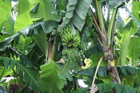 Plantain Trees: Care and Growing Guide