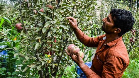 Ripe for change: Kashmir apple orchards get modern overhaul - Nikkei Asia