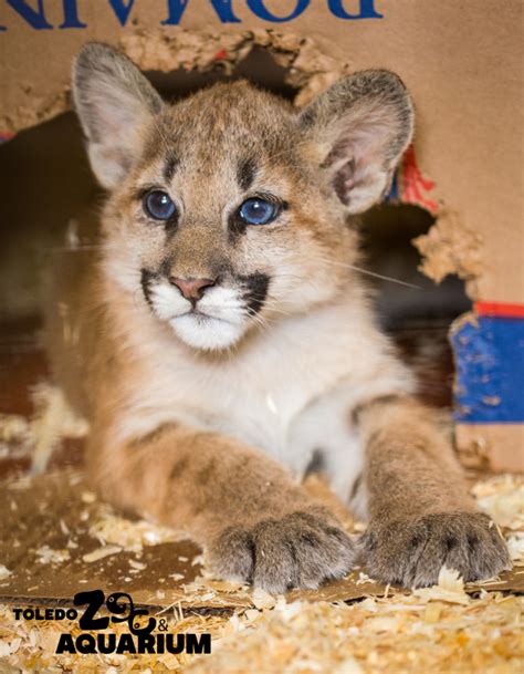 Orphan Cougar Cubs Make Their Way to Toledo Zoo - ZooBorns