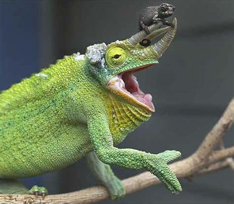 Baby Chameleon! - Neatorama