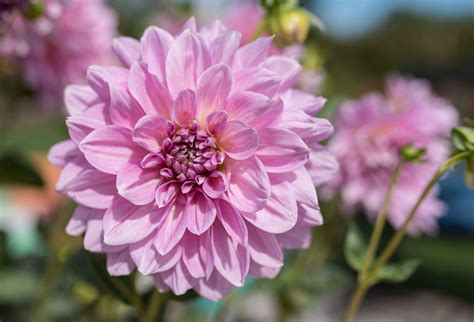 Dinnerplate Dahlias: Tips for Success - Longfield Gardens in 2021 ...