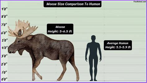 Moose Size: How Big Are They Compared To Others?