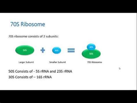 Ribosome - Types, Function and the Difference between 70S & 80S ...